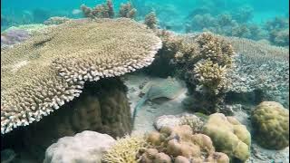 Panorama Alam Bawah Laut | No Copyright Video | Tanpa Hak Cipta | Free Download HD