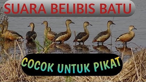 PIKAT BELIBIS BATU / PIULU PASTI NYAUT
