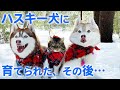 「ハスキー犬に育てられたネコが」お母さんになりました。