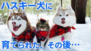 「ハスキー犬に育てられたネコが」お母さんになりました。