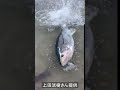 海水浴場にマグロ出現 再生回数150万回