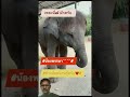 #funny #elephant #animals #animallife #funnyanimal #wildlifeentertainment #funnyelephant #wildlife