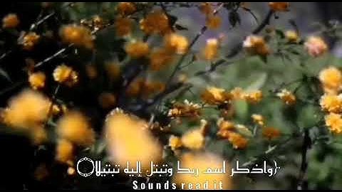 #قناة_أصوات_قرآنيه #Quran_voices حالات واتس اب القارئ :عبد الرحمن مسعد