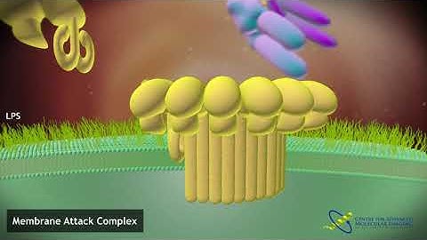 Assembly of the Membrane Attack Complex