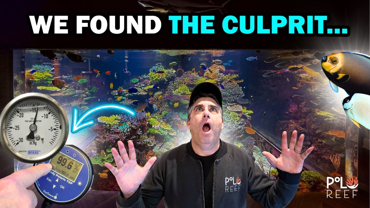 SILENT REEF TANK KILLERS!