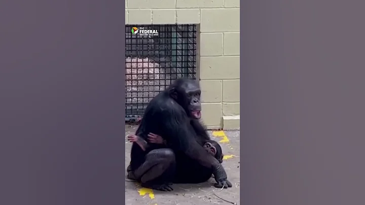 Baby chimp reunited with surrogate mum after snakebite | The Federal