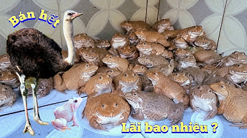 Cân Thử Ếch Nuôi Sau 45 Ngày Cùng Đà Điểu Bán Hết Thì Được Bao Nhiêu Tiền / Quế Nghịch