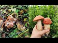 Полювання за білими грибами та підосиновиками 03.09.2021 року