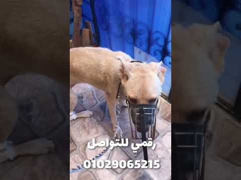 حد بيقول اتحدك تعمل حاجه عظمه العظمه لله طيب بس حولت اعمل حاجه عظمه بجد شوفو الفيديو احمد طارق