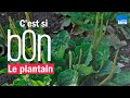 Le plantain une plante mdicinale  connatre et facile  trouver  cest si bon