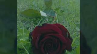 Md.rubel Miah