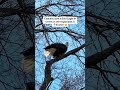 Bald Eagle 🦅 in Boston 🇺🇸🤯 #boston #bostonmass #newengland #baldeagle #birdwatching