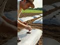 “Farmer Planting Grape Cuttings & Pruning the Vines."🍇🌿”