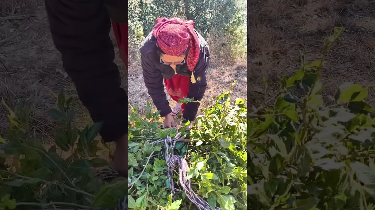Gaon ki zindagi : Sukoon aur sadgi ka sangam.Shehrron ki bhaag daur se door , dincharya .