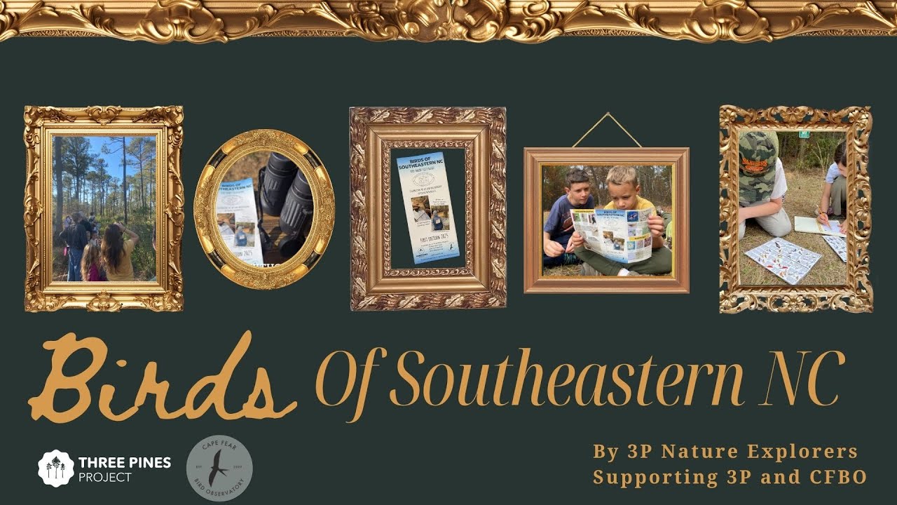 3P Art Showcase: Kid-Made Bird Field Guide