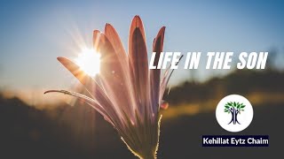Life in the Son // Jorge Sedaca