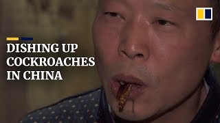 Roaches A Cash Cow For Chinese Farmer Who Breeds Them For Food And Medicine