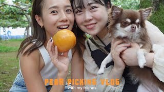 【梨狩りVlog】親友と念願の梨狩りに行ってきた🍐