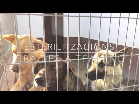 Vídeo: Creeu El Vostre Kit Casolà Per A La Recuperació Neutra I Esterilitzar Per A Gossos