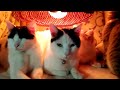 こたつの中の猫ライブ 200110