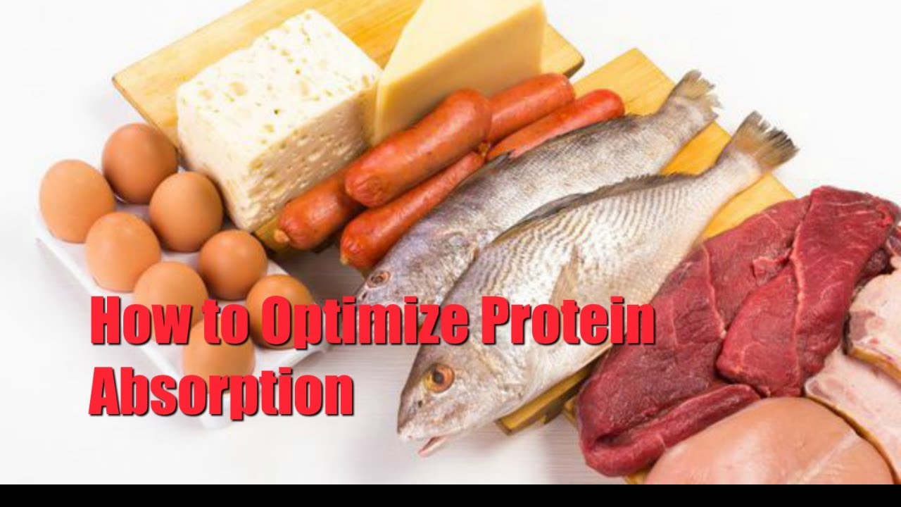 How to Optimize Protein Absorption YouTube