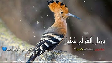 ارح سمعك مع قراءة مباركة لعاشق القرآن اسلام صبحي|| سورة النمل❤