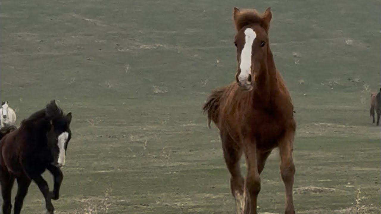 Кыргызстан 2 марта 2026 г.