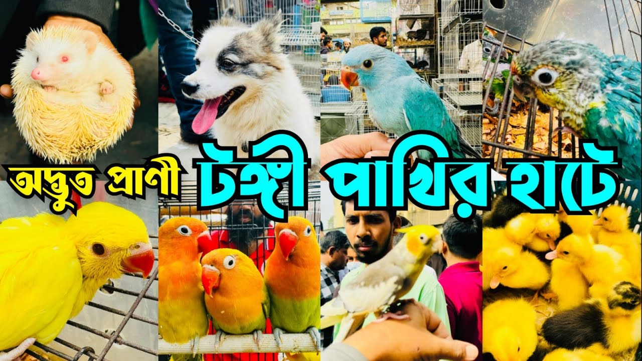অদ্ভুত প্রাণী টঙ্গী পাখির হাটে | Tongi Bazar Pakhir Hat | Tongi Pakhir Hat #viral