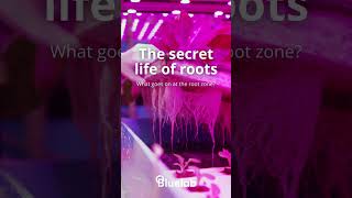 🌱 The Secret Life of Roots 🌱