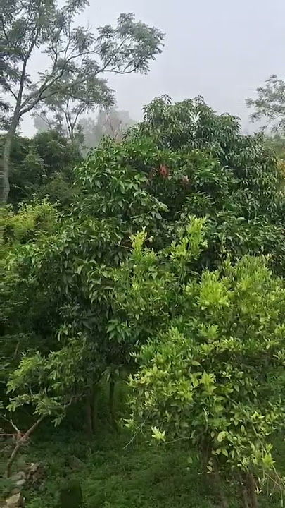 husn pahadoo Ka🥹💗#nature #pahad #almora #uttrakhnd