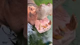 अर बप र य कनस जनवर हMini Wood Toy Wood Working Art Skills Wood Hand Craft