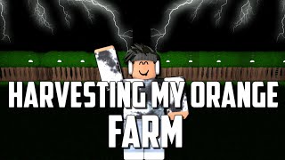 Harvesting My Orange Farm | BLOXBURG