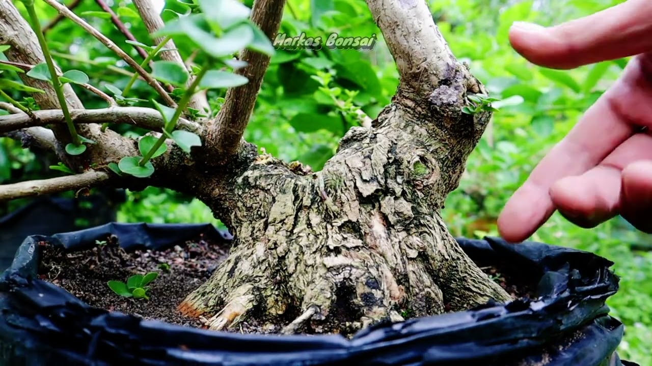 PROGRAM BONSAI HANYA DI POLIBAG 