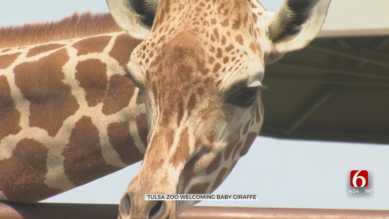 Giraffe At Tulsa Zoo Prepares To First Baby YouTube