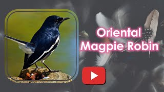 Explore Sri Lanka - Birds of Sri Lanka - Bird Watching in Sri Lanka - Oriental Magpie Robin