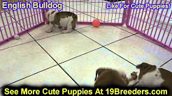English Bulldog, Puppies, Dogs, For Sale, In Hempstead Town, Borough, New York, NY, 19Breeders