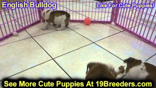 English Bulldog, Puppies, Dogs, For Sale, In Hempstead Town, Borough, New York, NY, 19Breeders