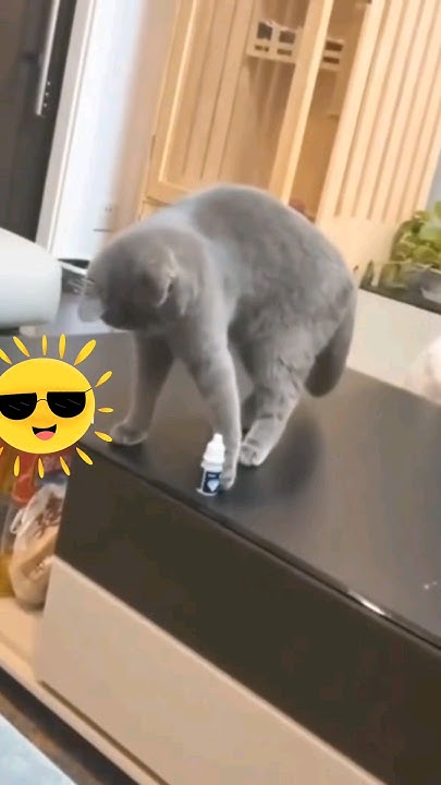 when-does-cat-try-to-throw-highlights-catfunny-funny-youtubeshorts