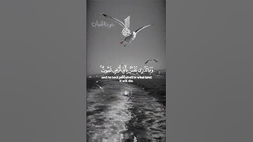 سورة لقمان #قرآن #قران_كريم #راحة_نفسية #اكسبلور #لايك