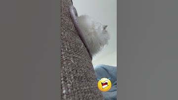 OMG! 🤣🐱😍 THIS IS THE CUTEST RAGDOLL CAT EVER! | #funnycats #Ragdollcats #Shorts