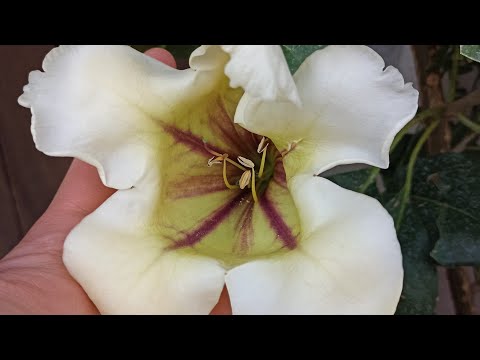 Goldkelch blüht nach 2 Jahren: So riesig ist die erste Solandra-Blüte