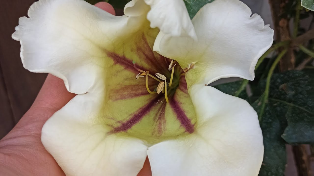 Goldkelch blüht nach 2 Jahren: So riesig ist die erste Solandra-Blüte