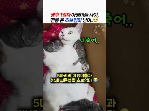 생후 1일차 아깽이들 사이, 멘붕 온 초보엄마 냥이  😂 thumbnail