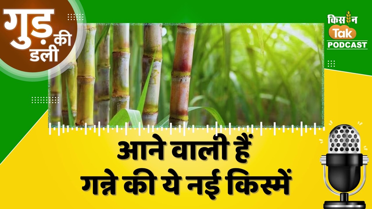 Gud Ki Dali: सरकार ने दी गन्ने की 7 नई किस्मों को हरी झंडी | Podcast