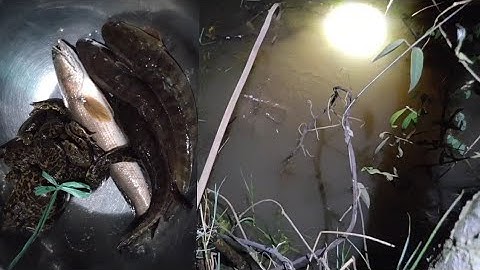 Cắm câu cá lóc ở kênh cùng | Long An quê tôi