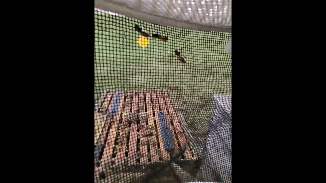 Behind the Veil 👓 | Savanna Apiary | MAQ Treatment & Final Frame Adjustments