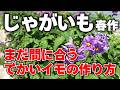 【初心者必見】塊茎肥大の科学と多収の極意!開花時期のイモの様子を試し掘り