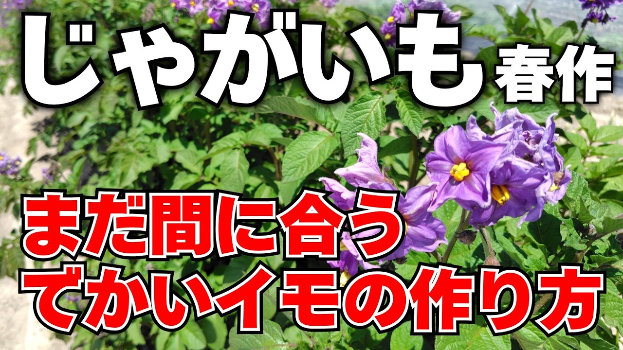 【初心者必見】塊茎肥大の科学と多収の極意!開花時期のイモの様子を試し掘り