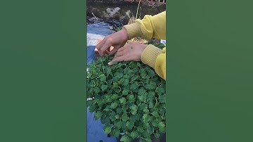 ngắt đọt lần cuối cho Cúc mâm xôi hàng 5 cơi hoa Tết 2024