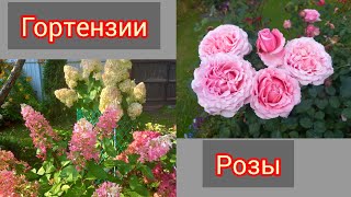видео: Розы и гортензии 15 сентября 2025г картинка: Розы и гортензии 15 сентября 2025г